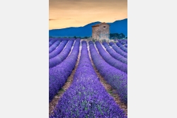 Im Lavendelfeld Provence