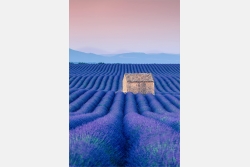 Hütte im Lavendelfeld der Provence