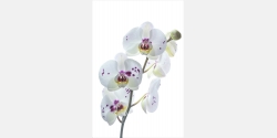 Wandbild Weiße Orchidee