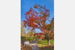 Herbstlicher Ahornbaum im Park