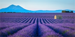 Panoramabild Lavendelblüte  Provence Frankreich