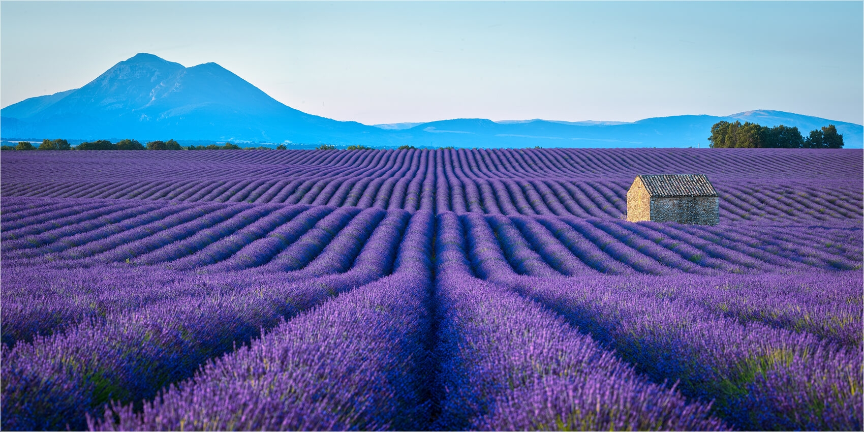 Wandbild o. Küchenrückwand Lavendelblüte Provence Frankreich Ausführung  Leinwand Canvas Grösse (2:1) 60 x 30cm