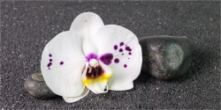 Panoramabild Weisse Orchidee mit Steinen