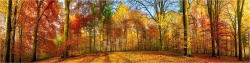 Leuchtender Herbstwald Indian Summer