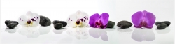 Panoramabild Rosa und Weiße Orchideen