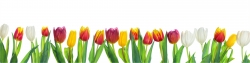 Panoramabild Tulpen in einer Reihe