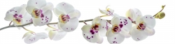 Panoramabild Weiße Orchideen