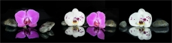 Panoramabild Orchideen mit Spiegelung