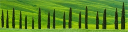 Grüne Zypressen im Frühlingsfeld Toskana Italien