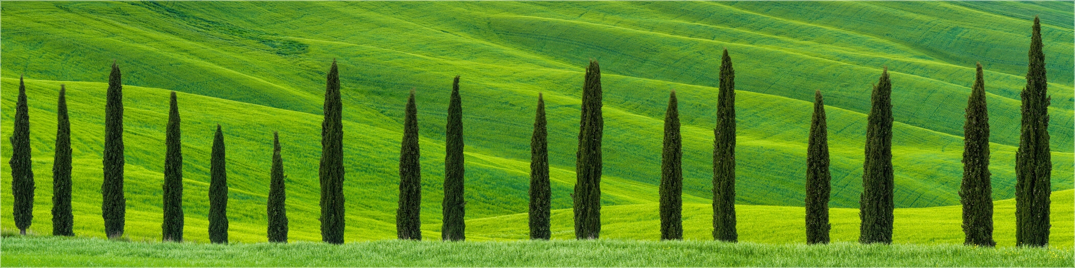 Grüne Zypressen im Frühlingsfeld Toskana Italien
