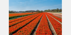 Wandbild Rotes Tulpenfeld Holland
