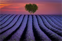 Wandbild Lavendelfeld Provence