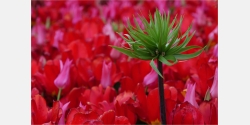 Wanddeko Grüne Pflanze im rotem Tulpenfeld