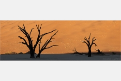 Panoramabild Dead Vlei Namibia