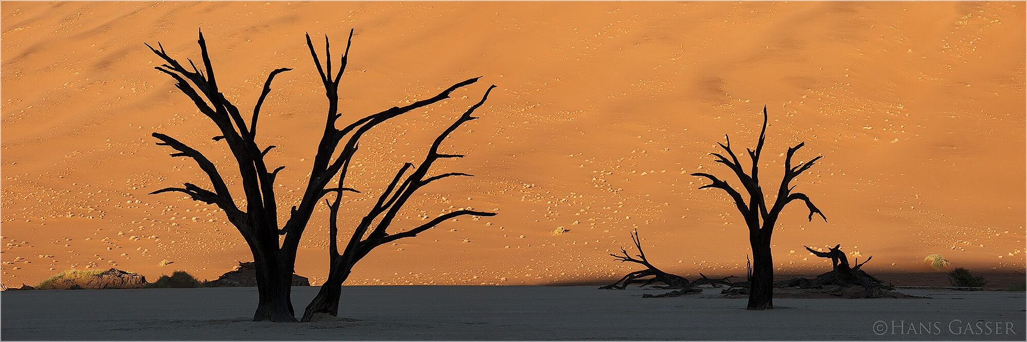 Panoramabild Dead Vlei Namibia