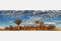 Panoramafoto Köcherbäume Namibia