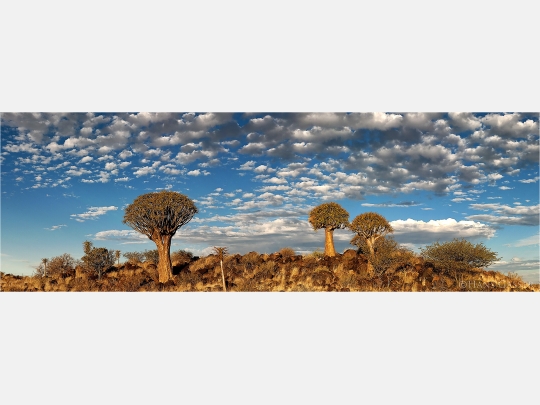 Panoramafoto Köcherbäume Namibia