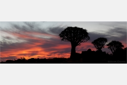 Panoramabild  Köcherbäume im Sonnenuntergang Namibia