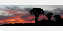 Panoramabild  Köcherbäume im Sonnenuntergang Namibia
