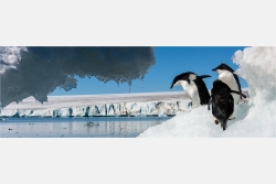 Panoramabild Antarktis Adélie Pinguine Dundee Island