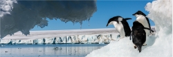 Panoramabild Antarktis Adélie Pinguine Dundee Island