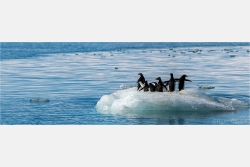 Panoramafoto Panorambild Adelie Pinguine Antarktis