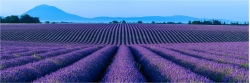 Panoramabild Lavendel in der Provence Frankreich