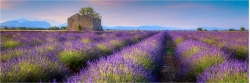 Panoramafoto Ruine im Lavendelfeld Provence Frankreich