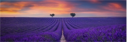 Panoramabild Sonnenuntergang im Lavendelfeld Provence