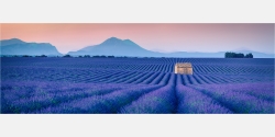 Panoramabild Endlos blaue Lavendelfelder der Provence