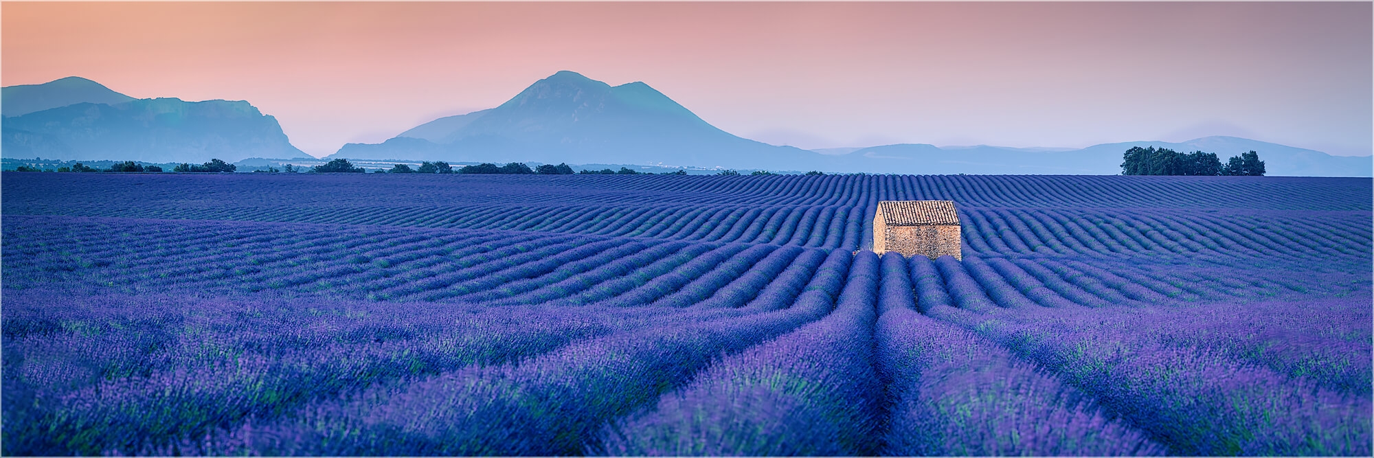 Panoramabild Endlos blaue Lavendelfelder der Provence
