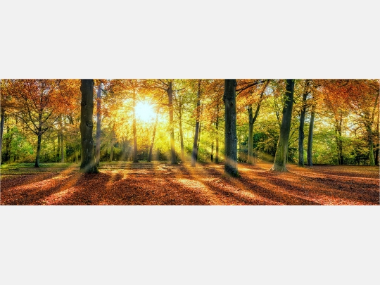 Panoramafoto großer Herbstwald