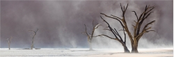 Panoramafoto Namibia verdörte  Bäume Dead Vlei