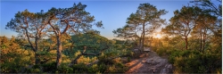 Panoramafoto Kiefernbäume im Pfälzer Wald