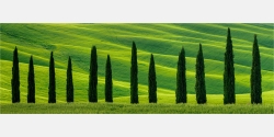 Panoramafoto Zypressen im Frühling der Toskana Italien