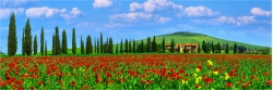 Panoramafoto Frühlings Mohnfeld in der Toskana