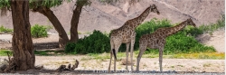 Panoramafoto Hoanib Tal Namibia Giraffen