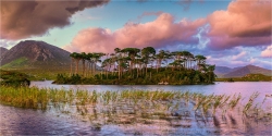 Panoramabild Irland Pine Tree Island im Sonnenuntergang