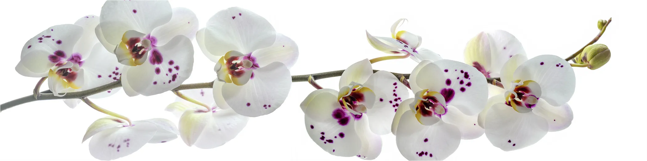 Leinwand Wandbild Weie Orchideen
