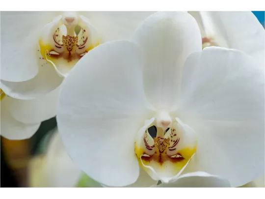 Wanddeko Weie Orchidee als Wandbild Grsse (4:3) 60 x 40cm Ausfhrung  Wechselmotiv fr LED Wandbilder