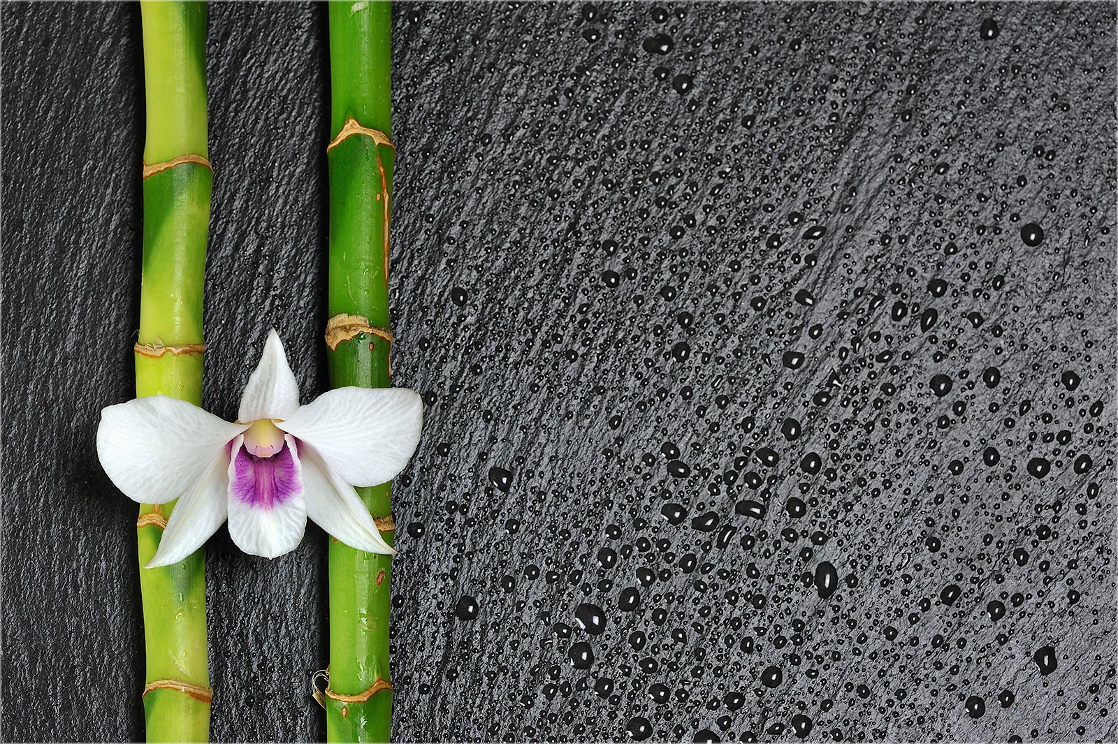 Wanddeko Bambus Orchidee auf Schiefer als Wandbild Grsse (4:3) 60 x 40cm  Ausfhrung Acrylglas Wandbild