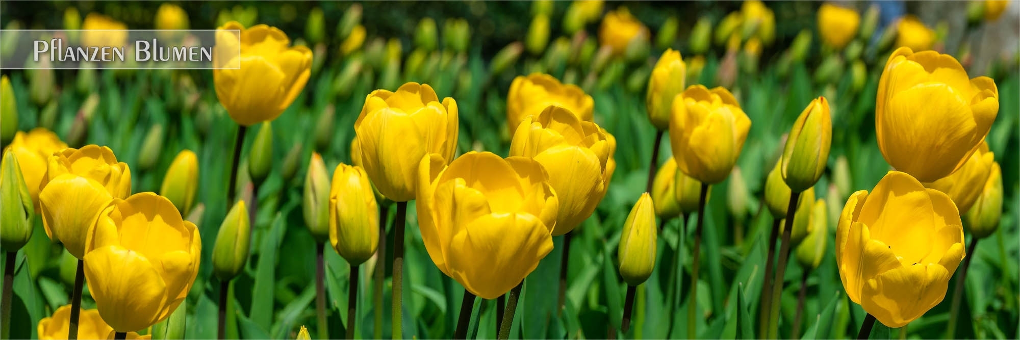 Bilder von Pflanzen und Blumen als Wandbild oder Küchenrückwand