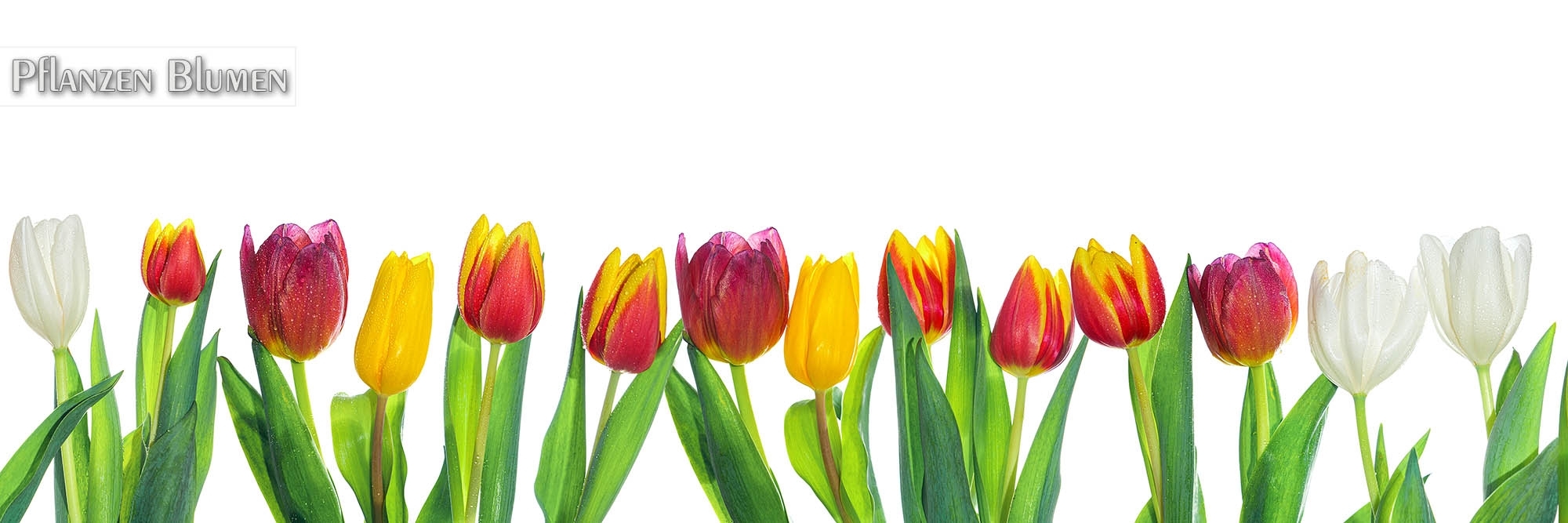FineArt & Panoramafotografien von Blumen für Küchenrückwände